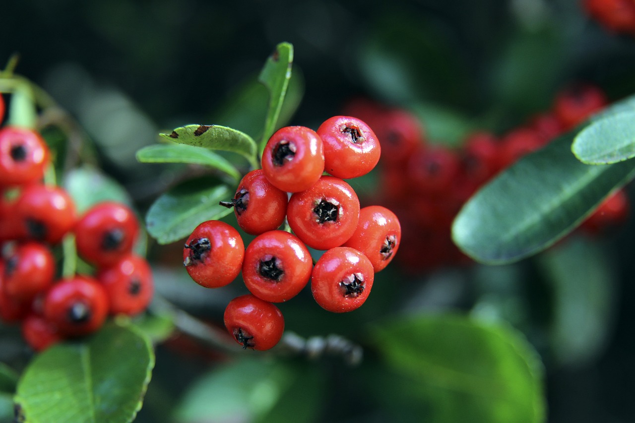 讓德羅贊無 讓德羅贊無